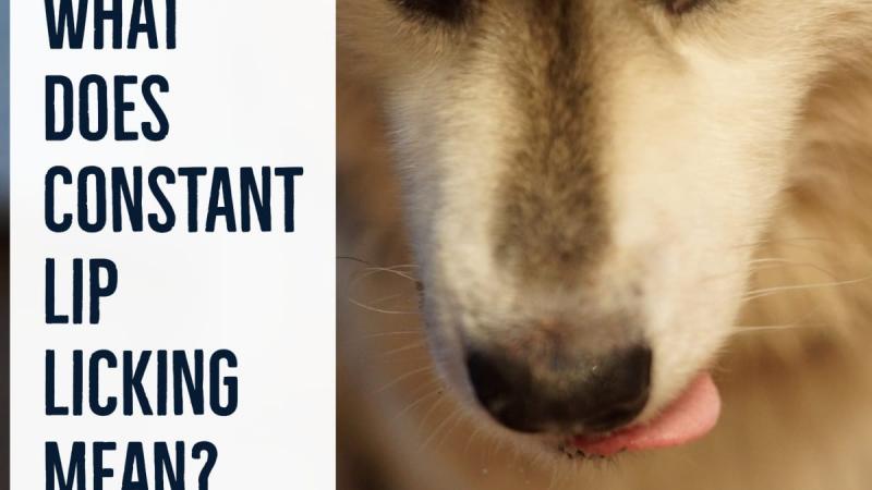 9 powodów, dla których pies ciągle liże wargi i przełyka