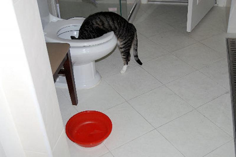 6 powodów, dla których koty piją z toalety