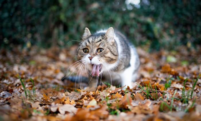 5 możliwych powodów, dla których koty zjadają własne wymiociny