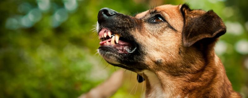 Zgrzytanie zębami u psa: 5 sprawdzonych przez weterynarzy powodów i co to oznacza?