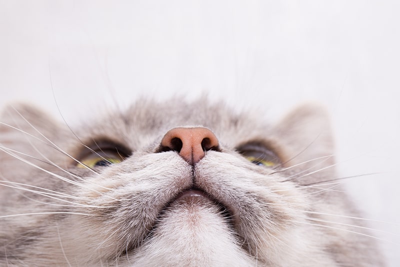 Czy kocie nosy powinny być mokre? Informacje sprawdzone przez weterynarza