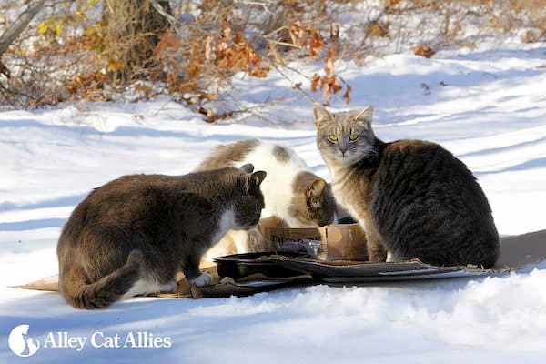 Jak zimno jest za zimno dla kotów? Jak pomóc kotom wychodzącym zimą?