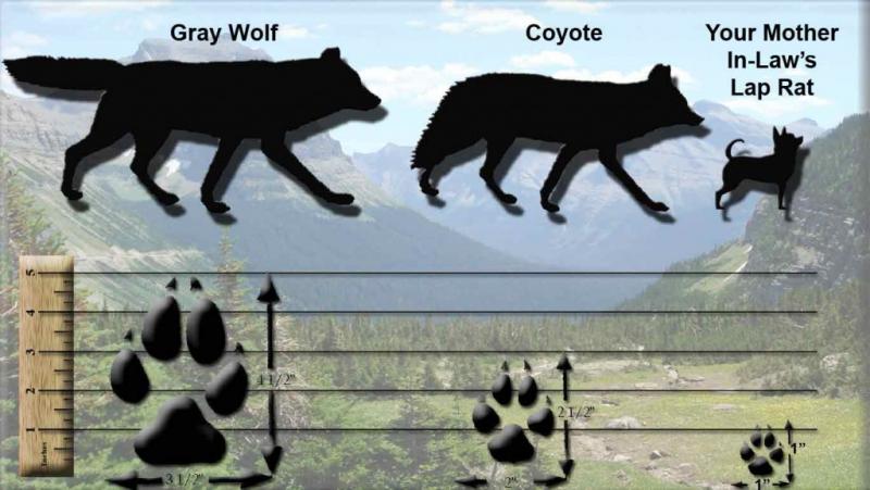 Kojot a pies: Porównanie i różnice między psami