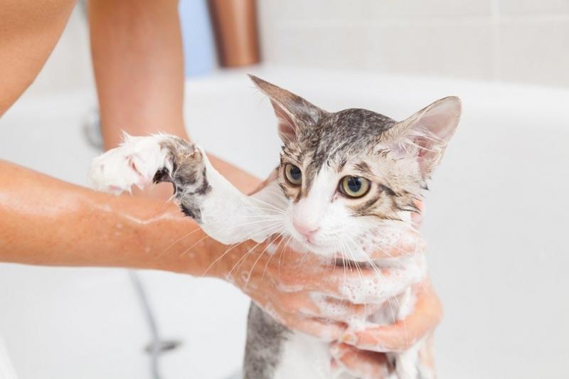 1. Hepper Colloidal Oatmeal Pet Shampoo - najlepszy ogólnie
