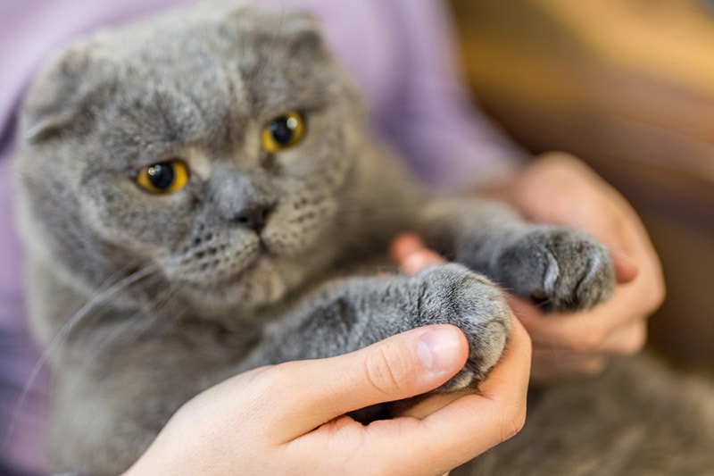 Czy istnieją przypadki, w których kot może zostać pozbawiony pazurów w Australii?