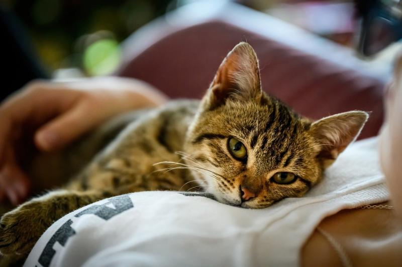 Kot nagle się na tobie położył? 11 możliwych powodów