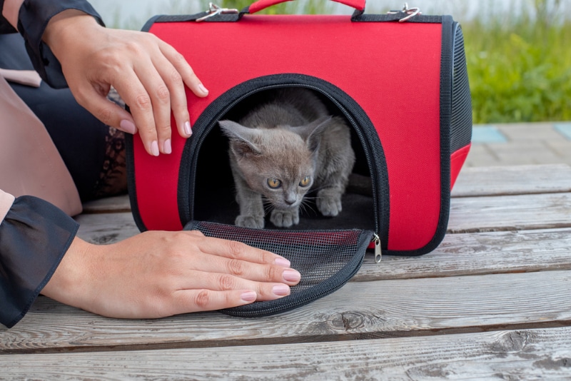 Jak umieścić kota w transporterze: 9 porad ekspertów