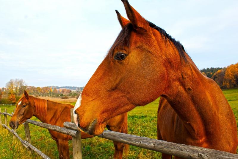 6 rodzajów ogrodzeń dla koni: Znaczące różnice i podobieństwa (wady i zalety)