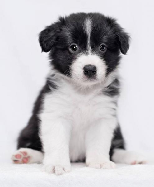 Jak biały Border Collie zyskał popularność?