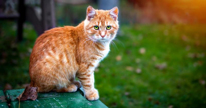 Zrozumienie instynktów przodków kota: fakty zweryfikowane przez weterynarza