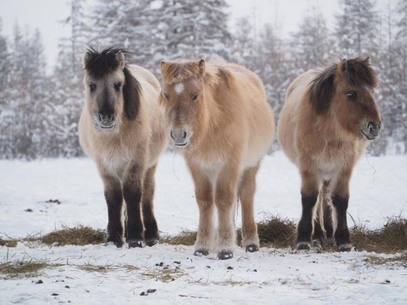 5 ras koni, które dobrze radzą sobie w niskich temperaturach (ze zdjęciami)