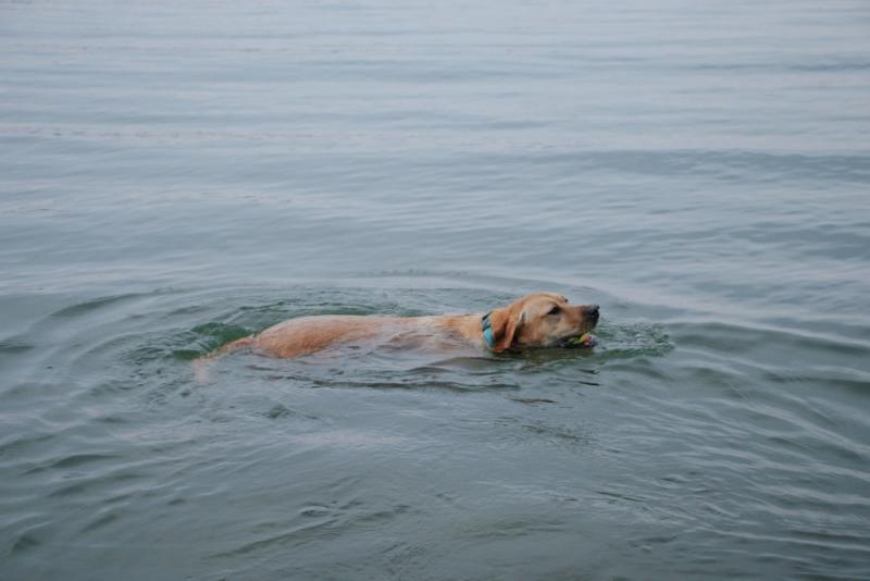 Czy golden retrievery lubią pływać?