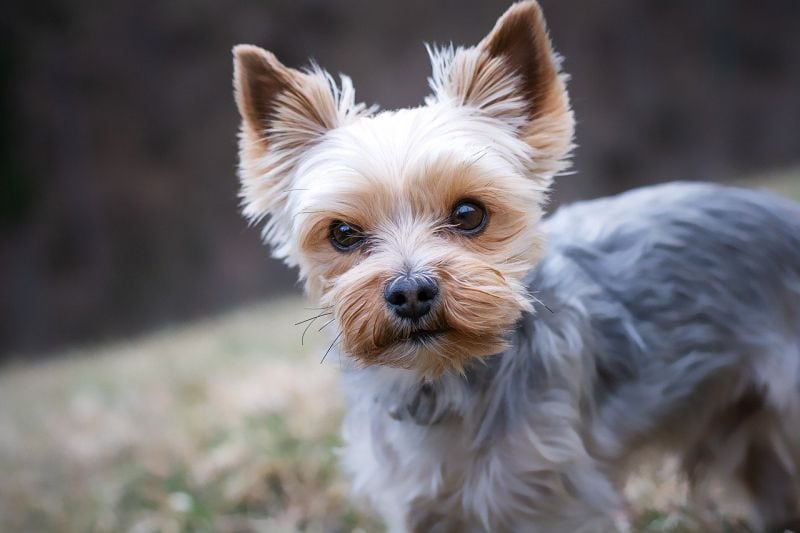 3. Yorkeltie (Yorkshire Terrier x Sheltie)