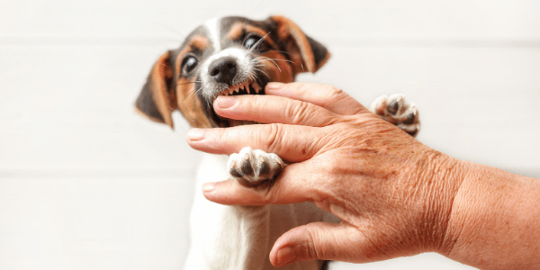 Jak powstrzymać psa pasterskiego przed podgryzaniem (7 ważnych wskazówek)