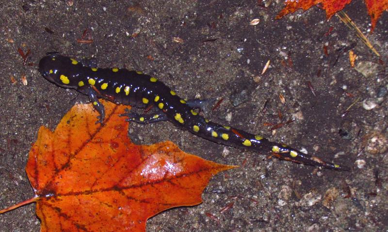 2. Salamandra Jeffersona