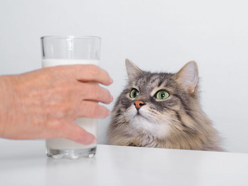 Czy koty nie tolerują laktozy? Ryzyko, środki ostrożności i często zadawane pytania