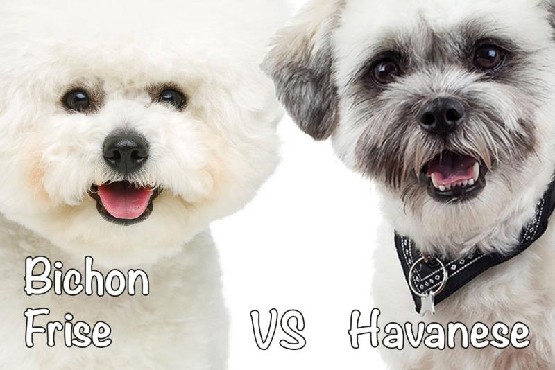 Bichon Frise vs Hawańczyk: Kluczowe różnice (ze zdjęciami)