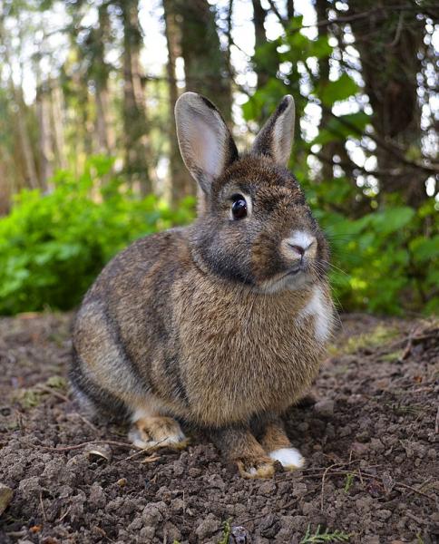 2. Królik Cottontail