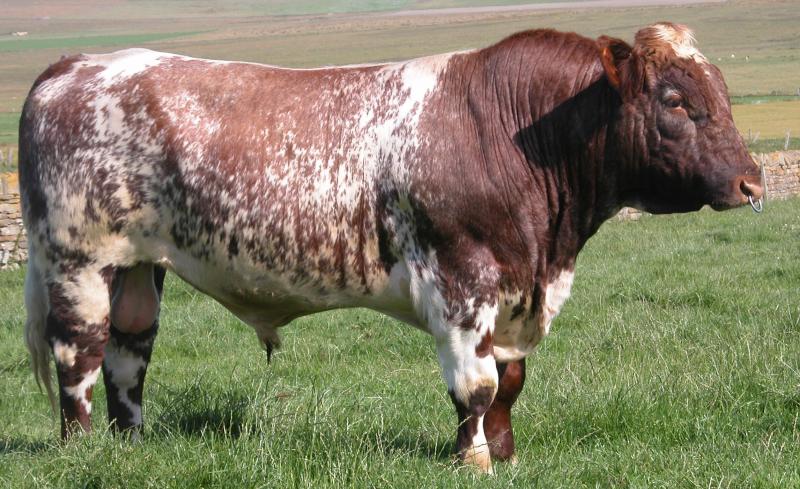 Cechy charakterystyczne bydła rasy Beef Shorthorn
