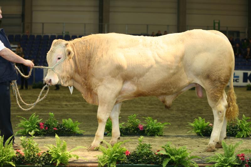 Pochodzenie rasy Belmont Red Cattle