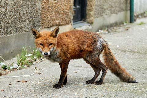 1162420-fox-mange-min-3464420