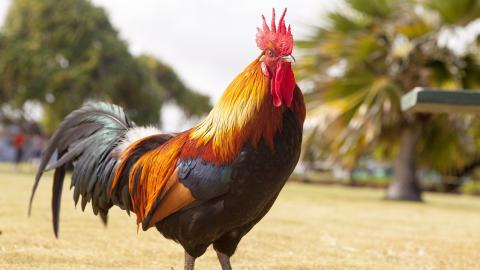 Czy wszystkie kurczaki płci męskiej są kogutami? Fakty i najczęściej zadawane pytania