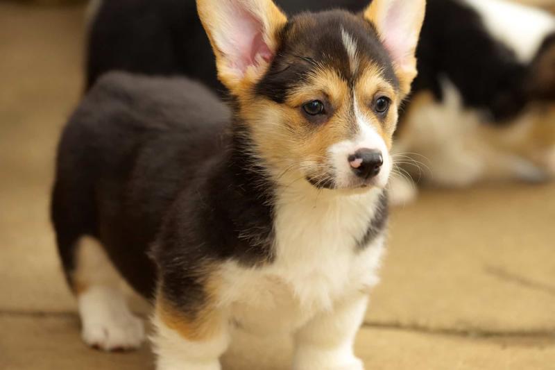 Upewnij się, że Twój Corgi może łatwo wyjść z wody