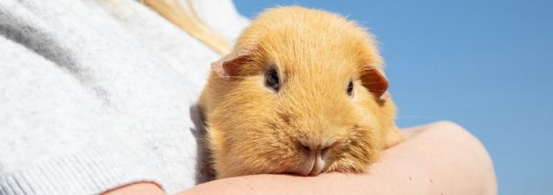 1168796-guinea-pig-popcorn-banner_990x350-3761734