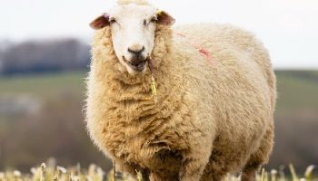 1169530-sheep-in-field_350x200-6681328