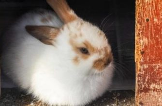 1181270-white-rabbit-banner_990x350-1796252