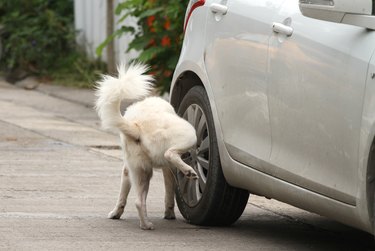 Dlaczego psy sikają na opony? Wyjaśnienie zachowania psów