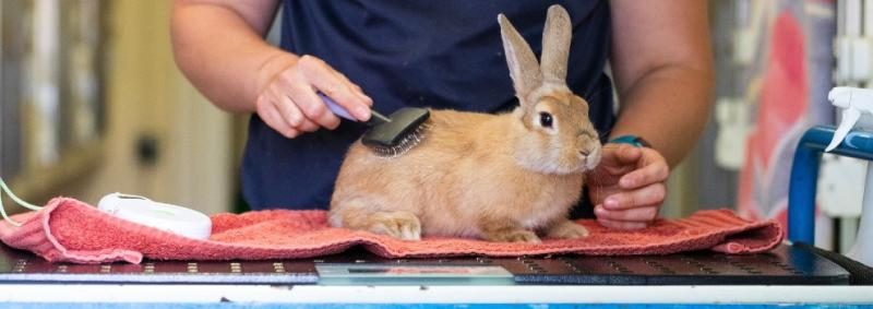 1170558-rabbit-groomed-banner_990x350-9556332