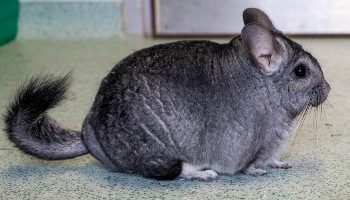 1181363-chinchilla-on-floor_350x200-6335464