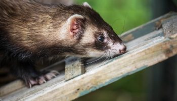 1173865-ferret-playing-outside_350x200-4142235