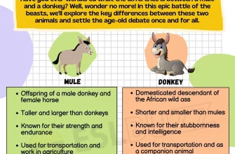 mule-vs-donkey-scaled-9303687