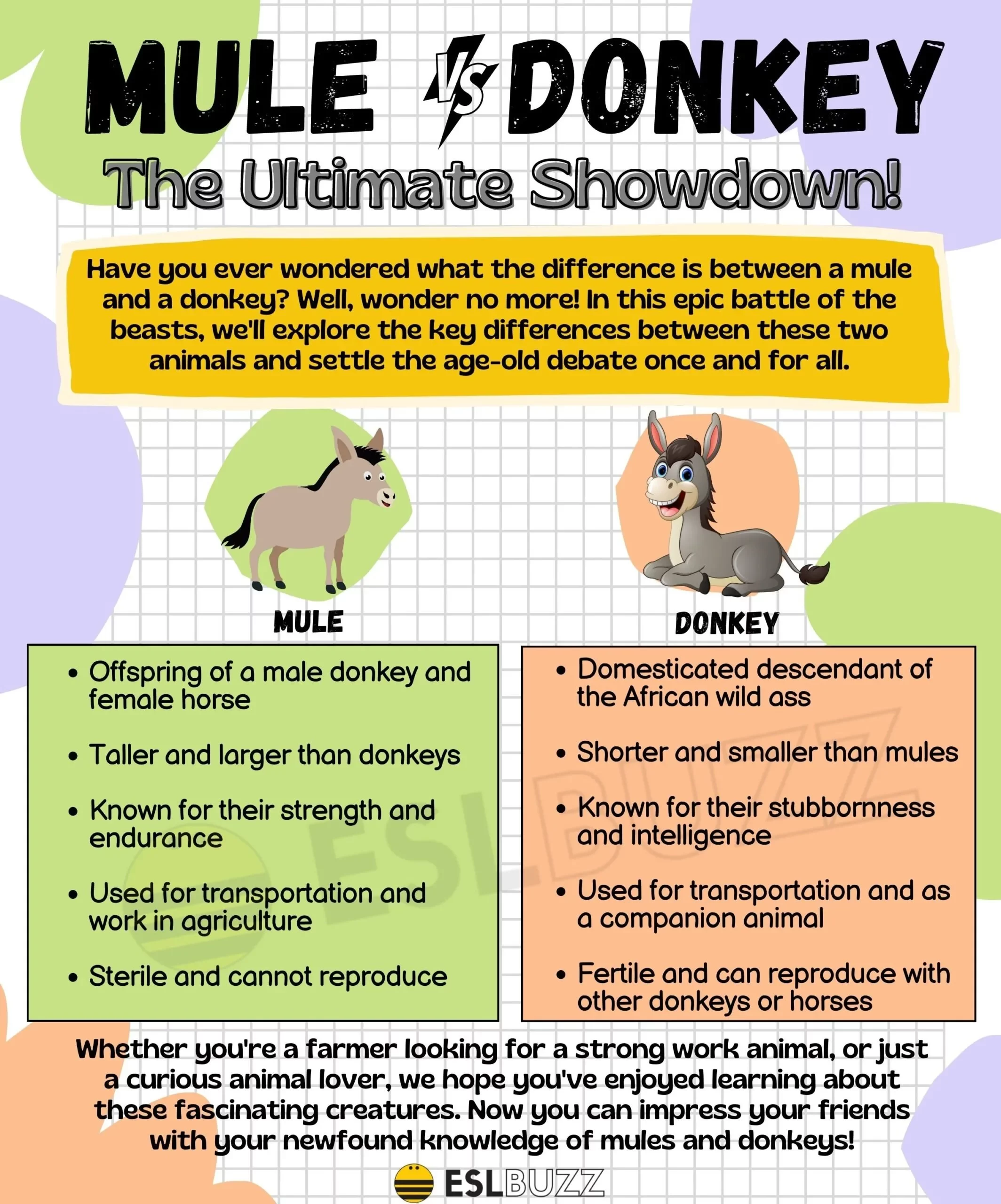 mule-vs-donkey-scaled-9303687