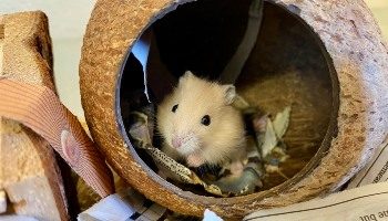 1160284-hamster-in-cage_350x200-7790983
