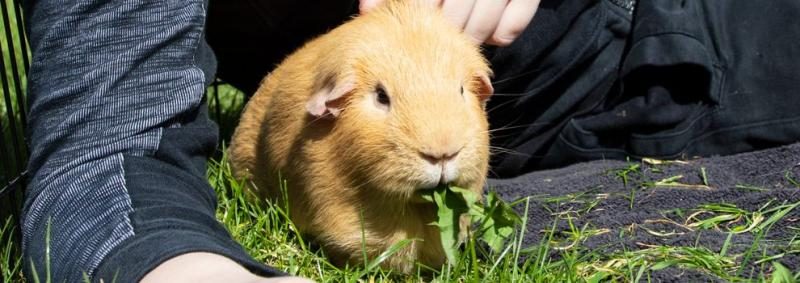 1168792-popcorn-the-guinea-pig-banner_990x350-8477946